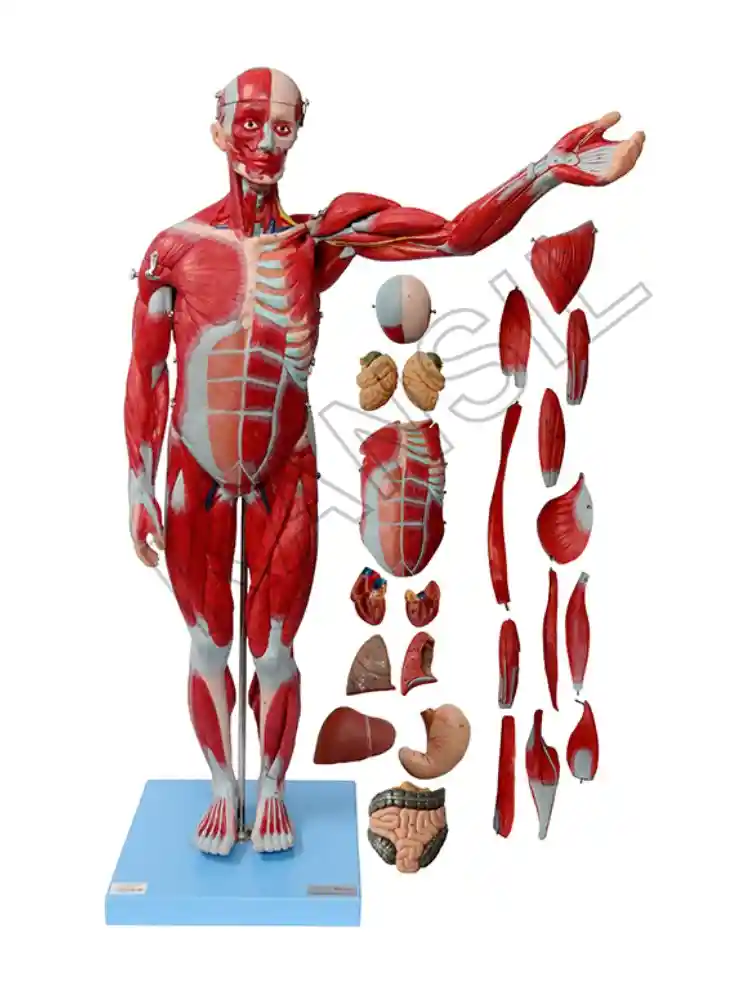 Male Muscle Figure 78 cm