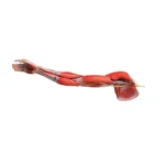 Muscles of Arm with Main Vessels and Nerves