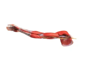 Muscles of Arm with Main Vessels and Nerves