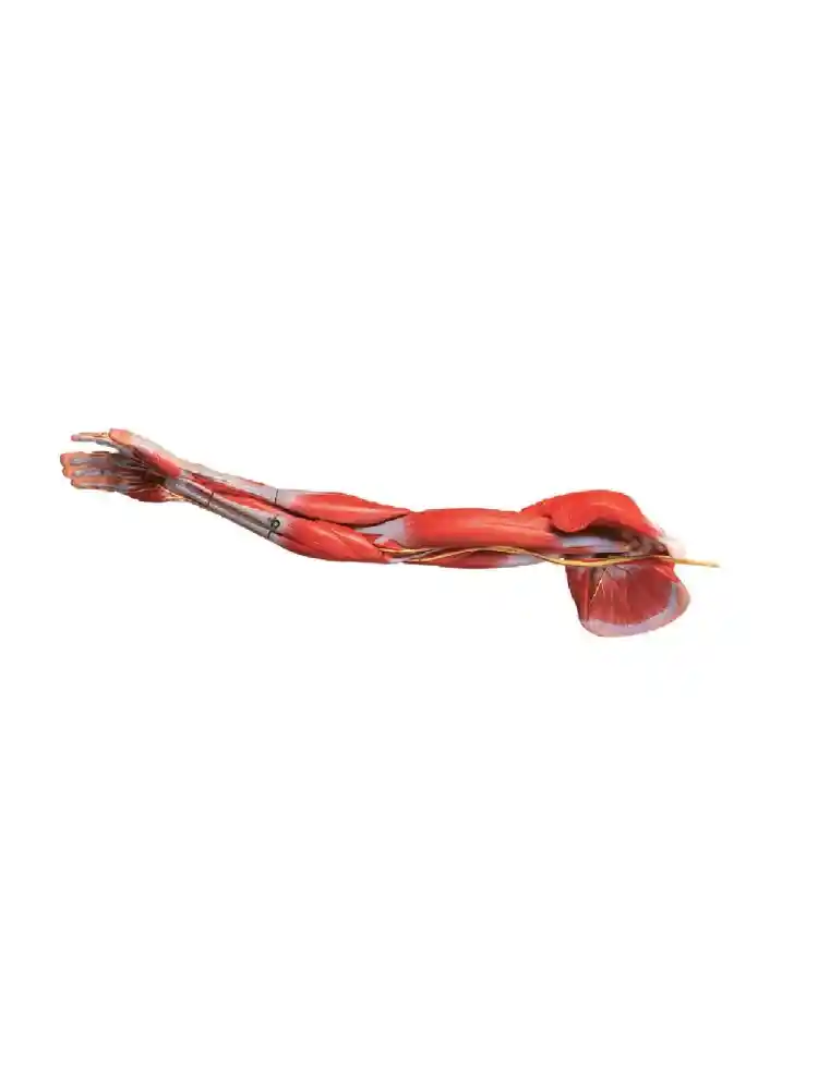 Muscles of Arm with Main Vessels and Nerves