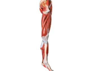 Muscles of Leg with main Vessels and Nerves