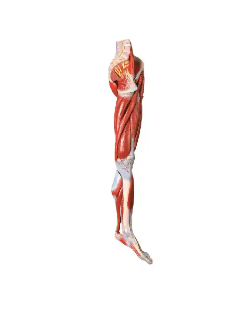 Muscles of Leg with main Vessels and Nerves