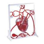Pumping Heart