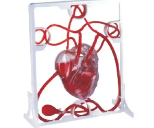 Pumping Heart