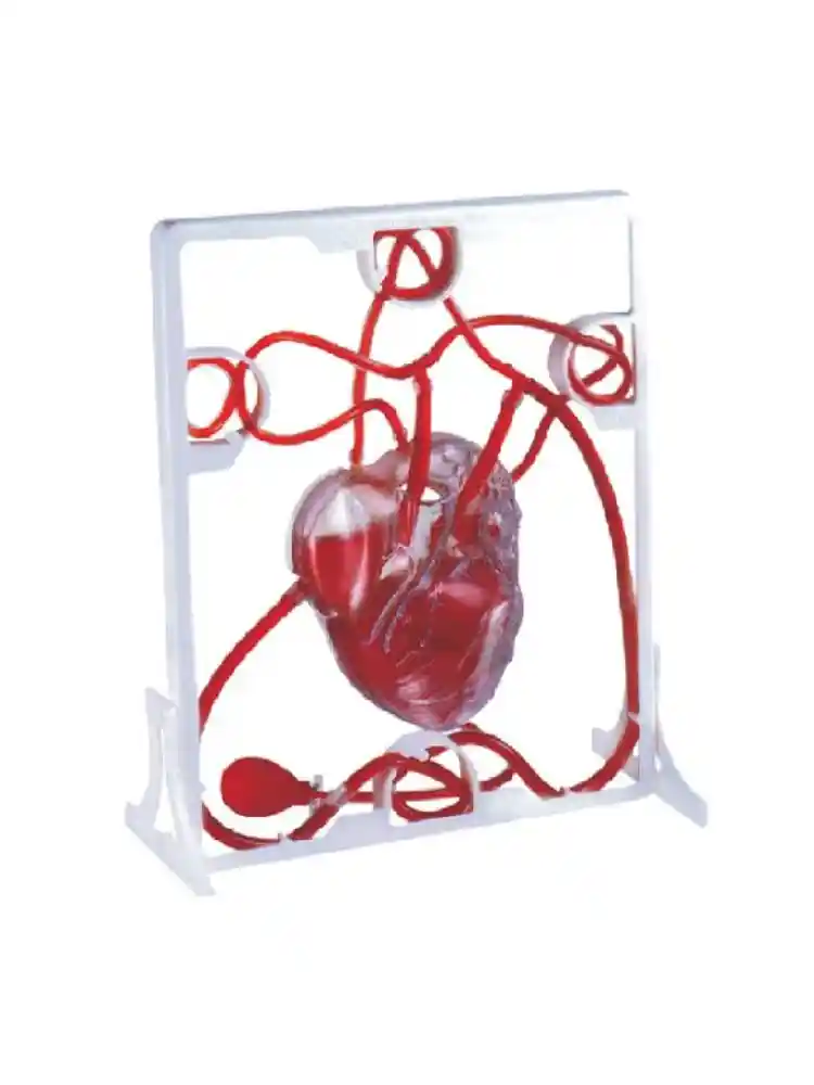 Pumping Heart