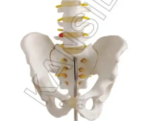 Life-Size Pelvis with 5 pcs Lumbar Vertebrae
