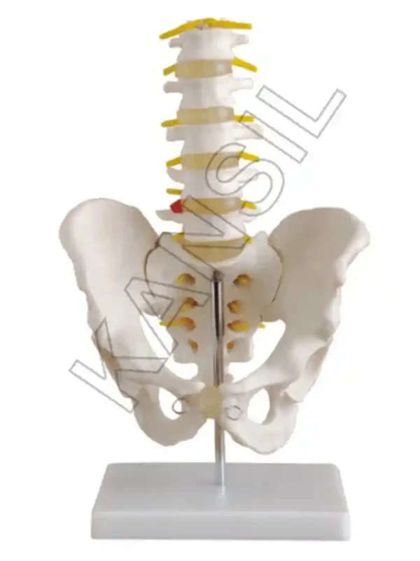 Life-Size Pelvis with 5 pcs Lumbar Vertebrae