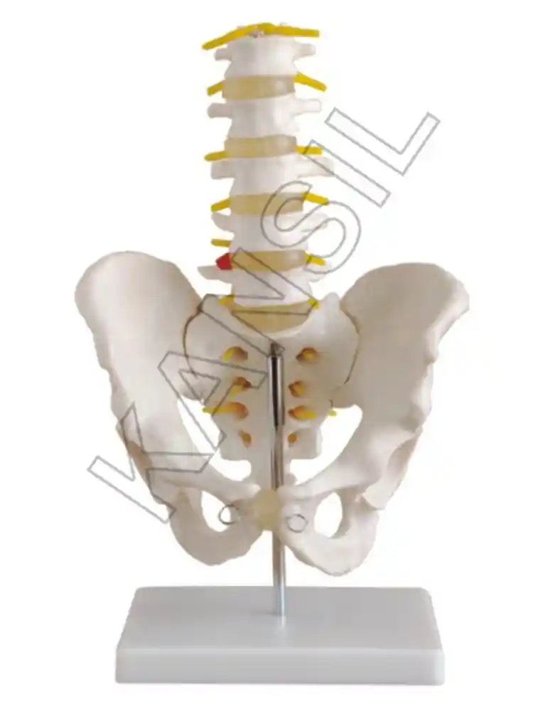 Life-Size Pelvis with 5 pcs Lumbar Vertebrae