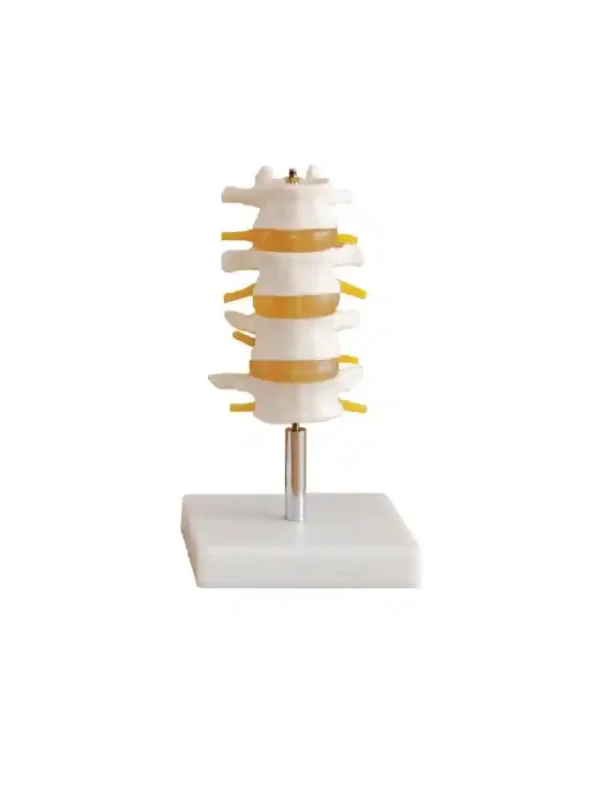 Lumbar Set