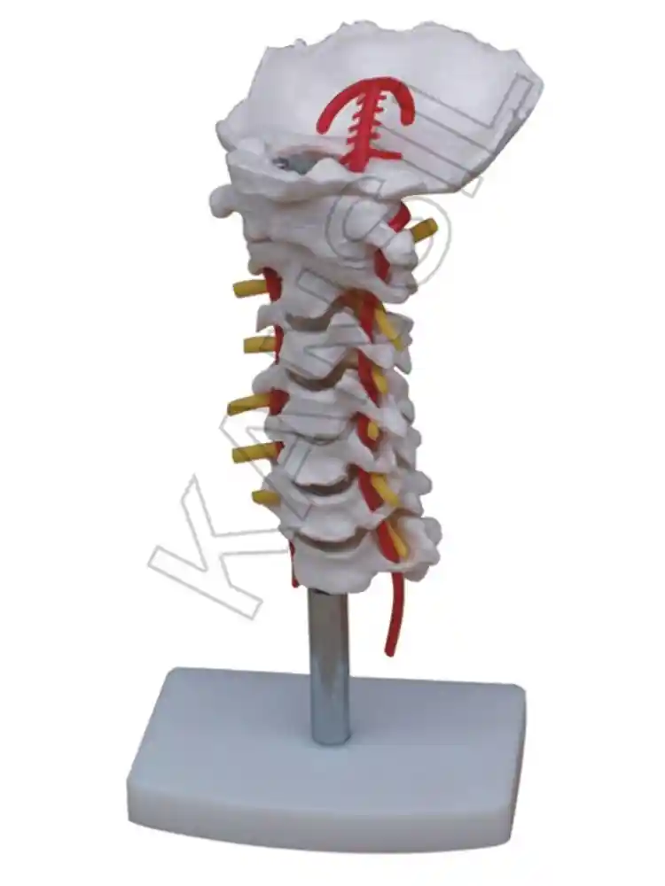 Cervical Vertebral Column with Neck Artery