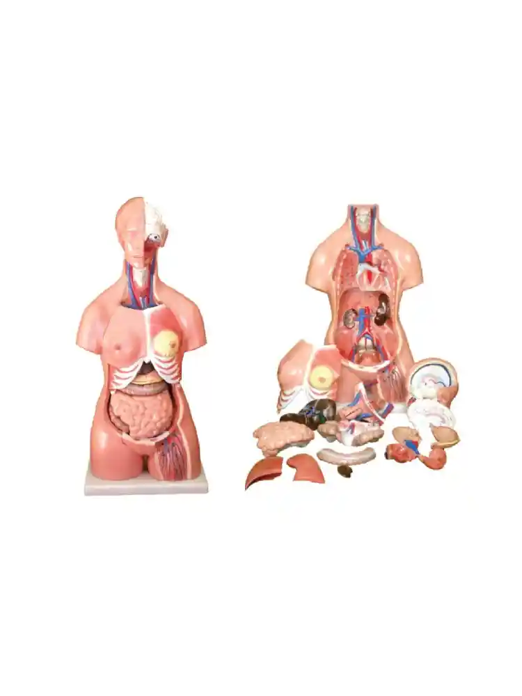 Unisex Torso 23 parts 85 cm