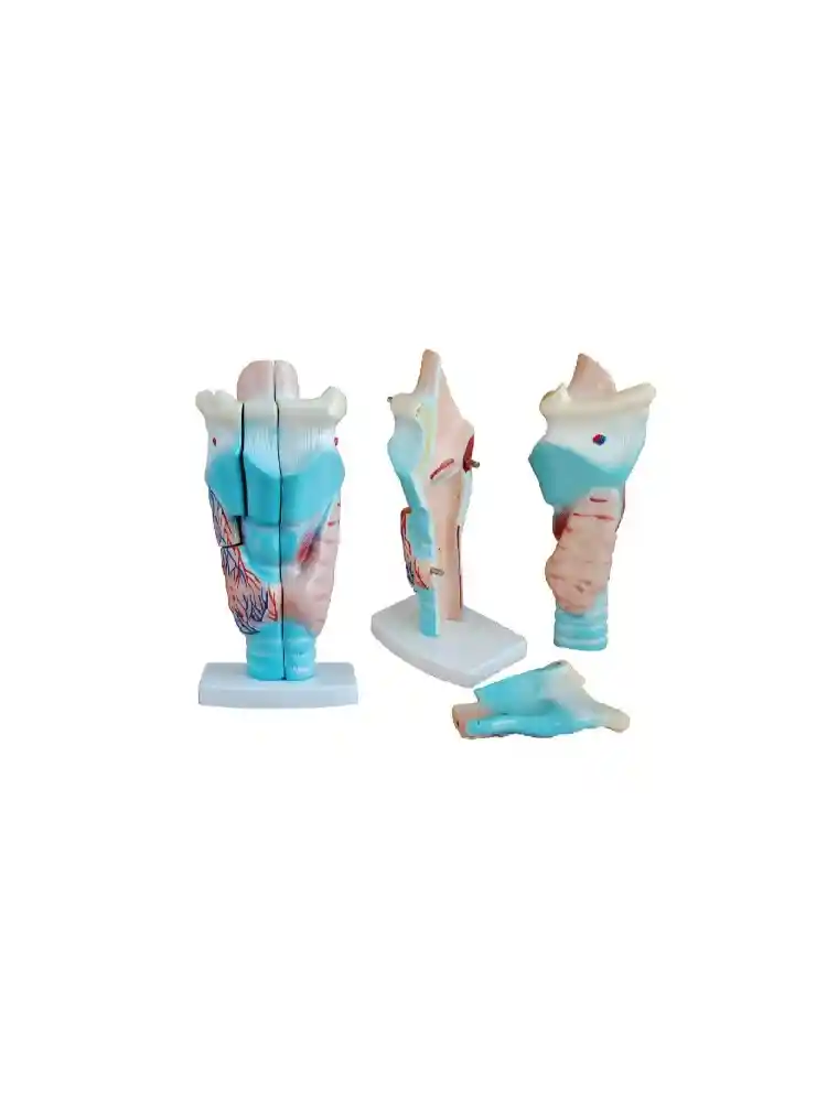 Human Larynx Model Magnified