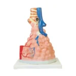 Pulmonary Alveoli Model Magnified