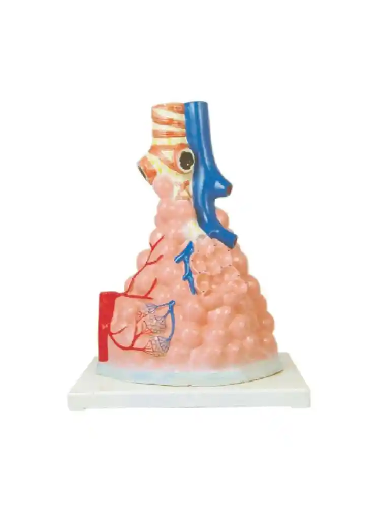 Pulmonary Alveoli Model Magnified