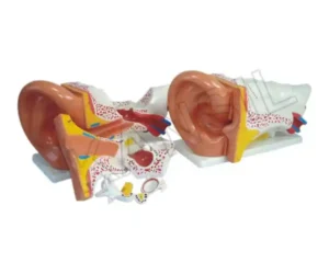 Ear Model New Style Giant Size