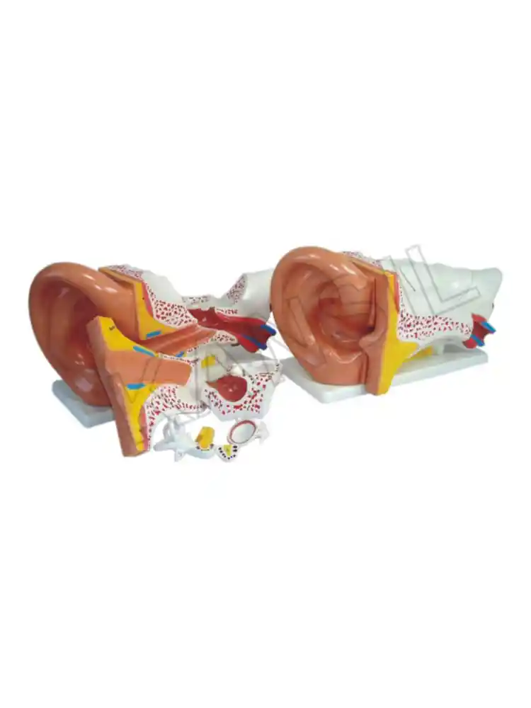 Ear Model New Style Giant Size