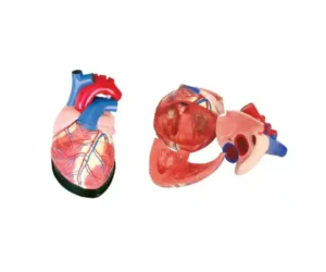 Jumbo Heart Model