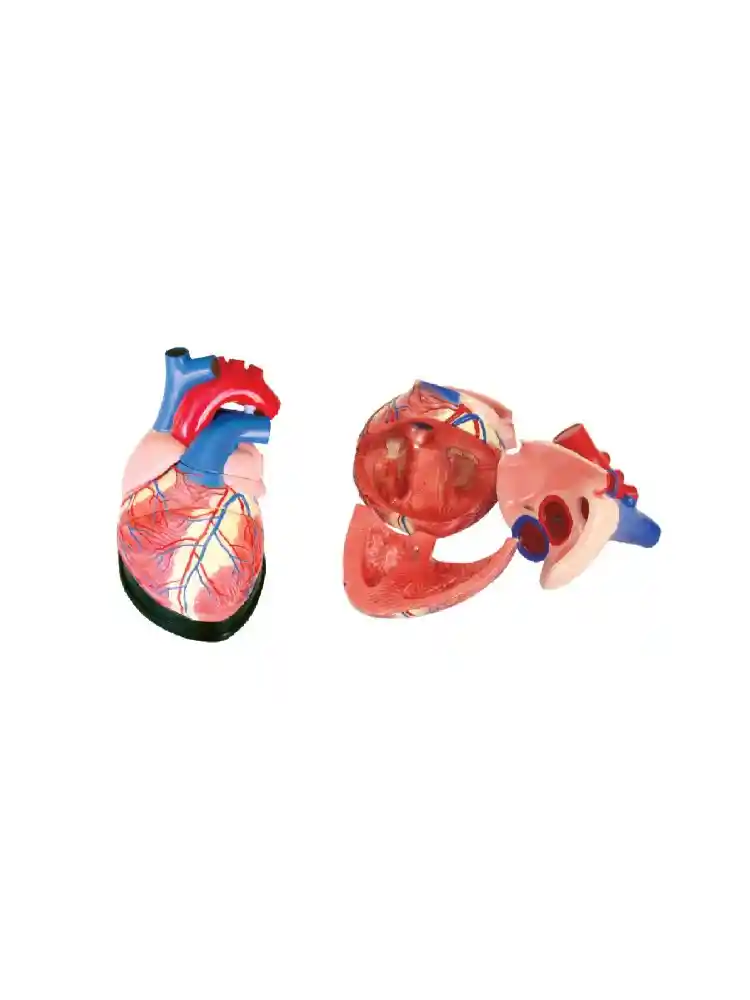 Jumbo Heart Model