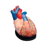 Middle Heart Model