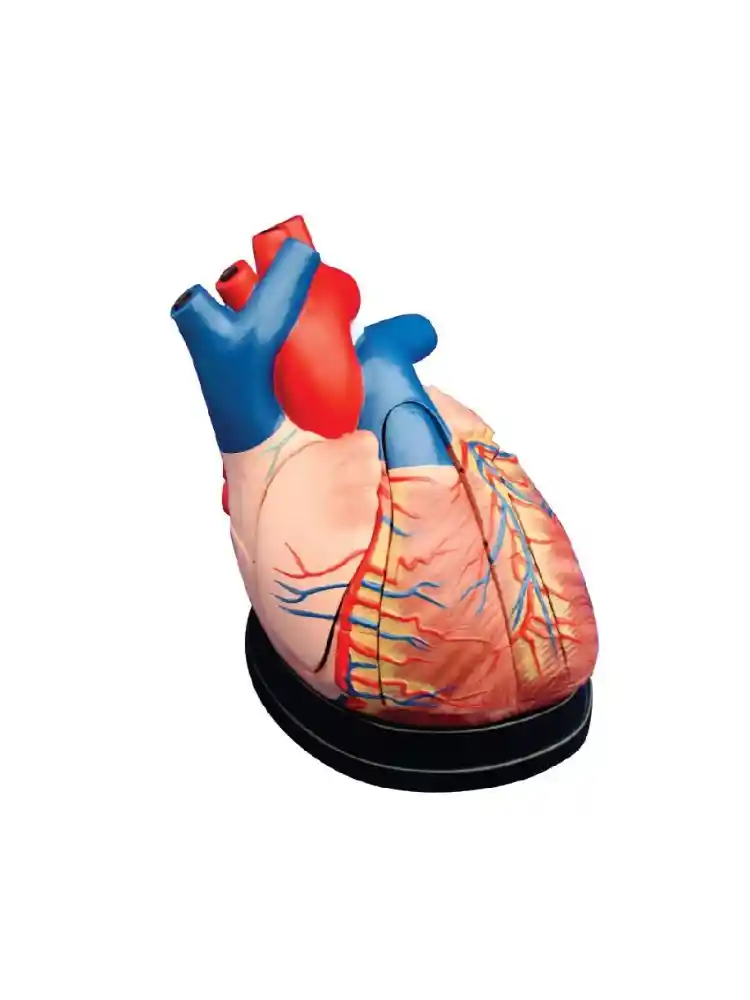 Middle Heart Model