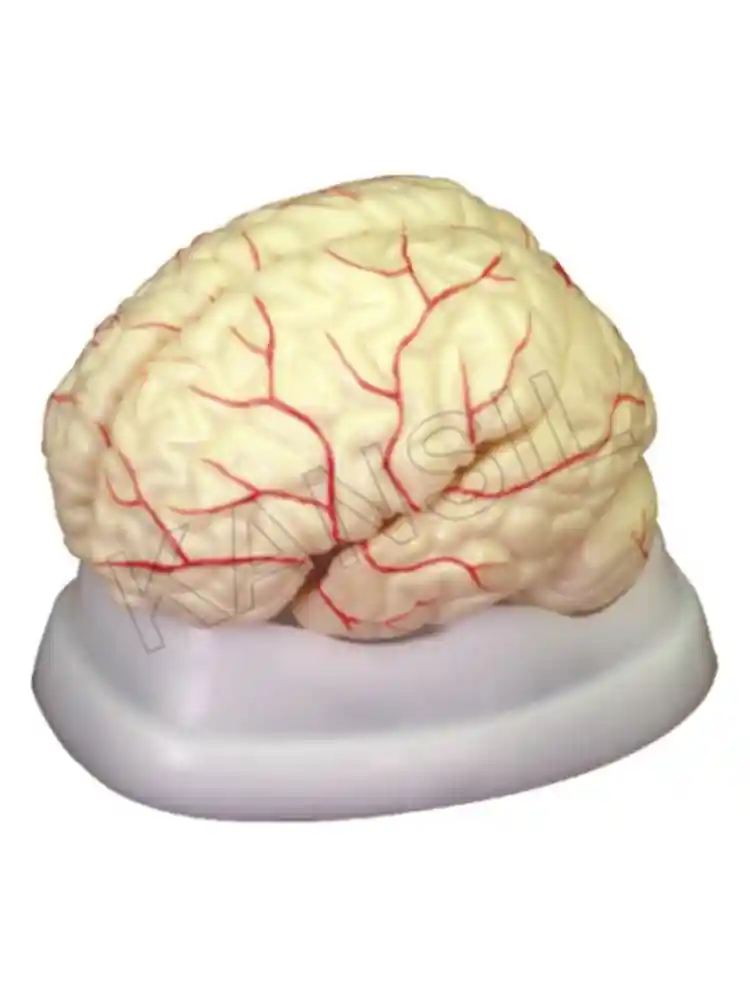Brain with Arteries