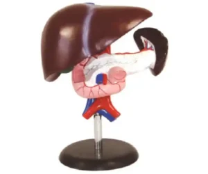 Liver, Pancreas & Duodenum Model