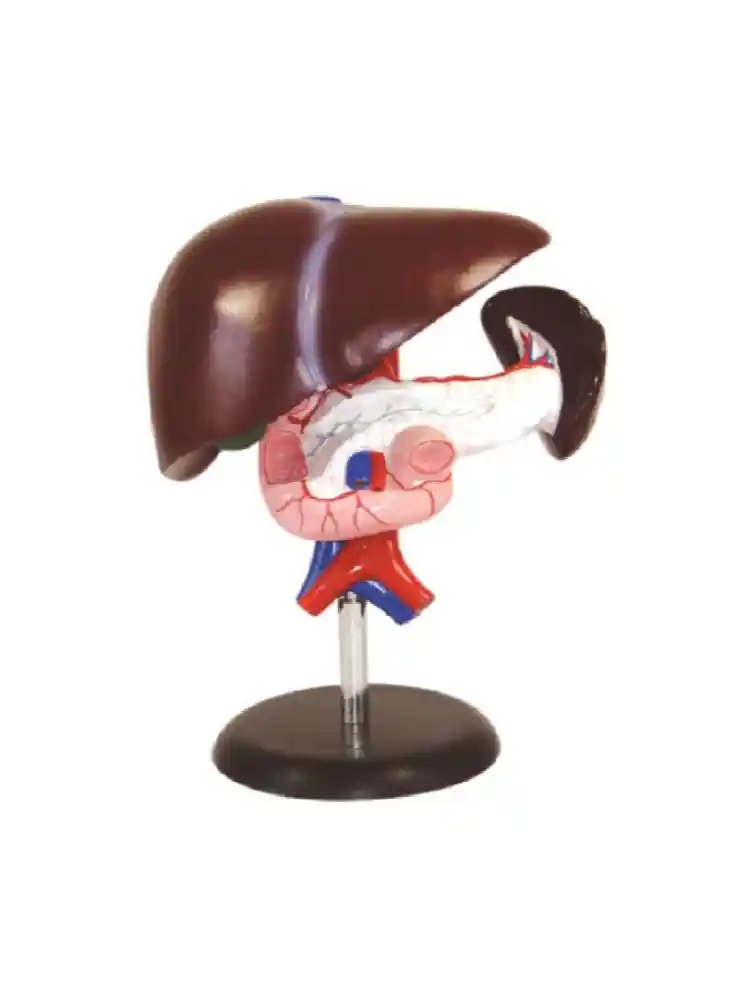 Liver, Pancreas & Duodenum Model