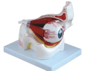 Eye with Orbit