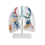 Model of the Transparent Lung Segment