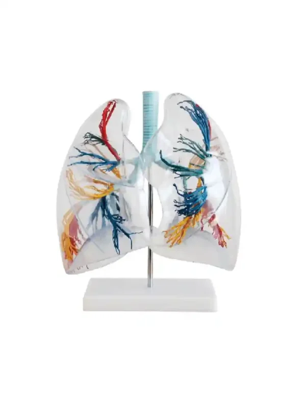 Model of the Transparent Lung Segment