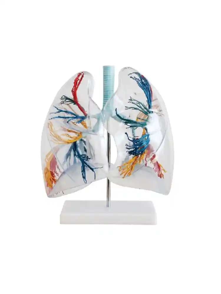 Model of the Transparent Lung Segment
