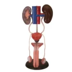 Male Urogenital System