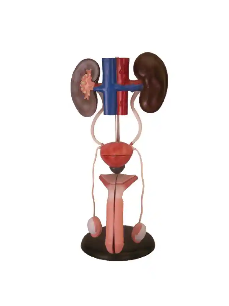 Male Urogenital System