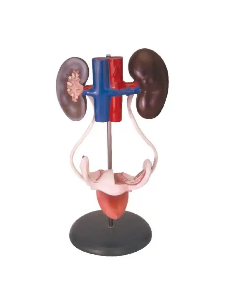 Female Urogenital System