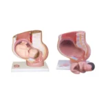 Human Female Pelvis Section (4 parts)