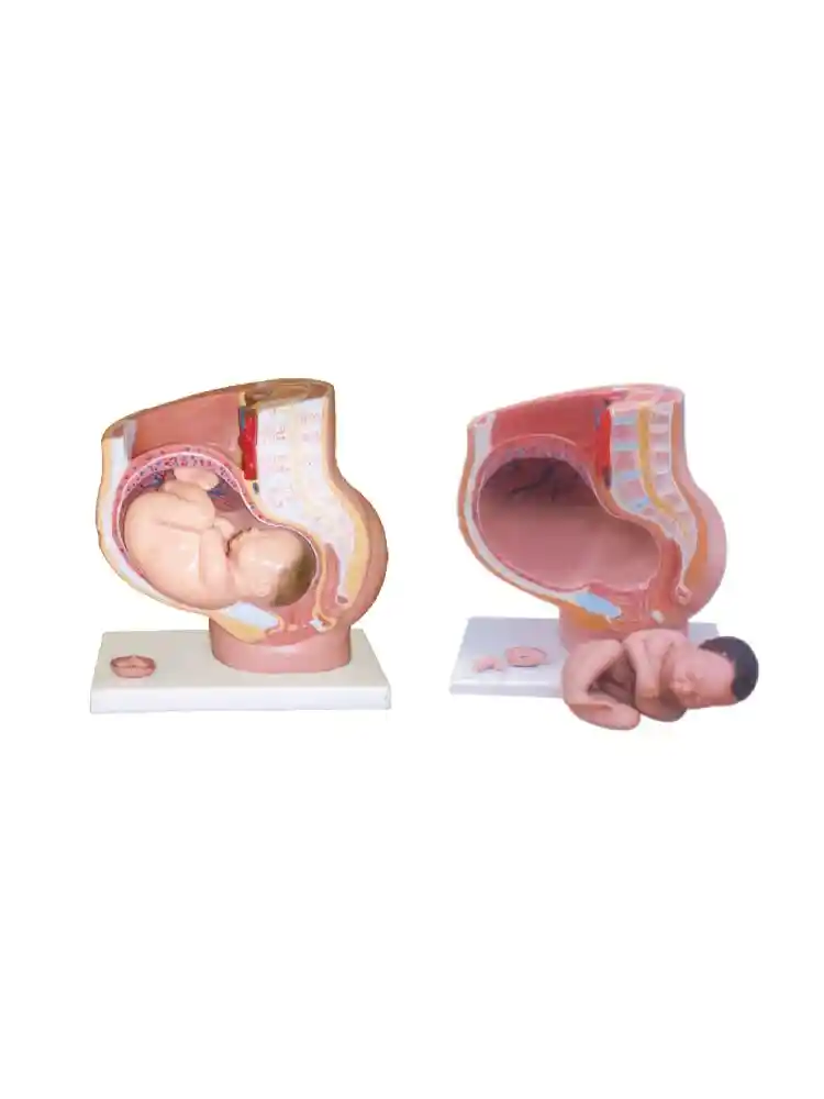 Human Female Pelvis Section (4 parts)