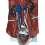 Urinary System Model