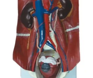 Urinary System Model