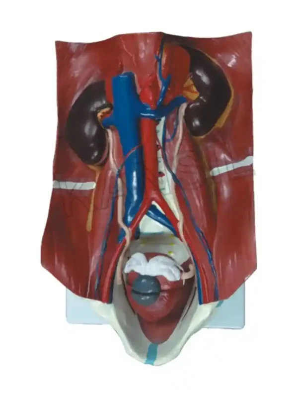 Urinary System Model