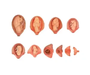The Development Process of Fetus
