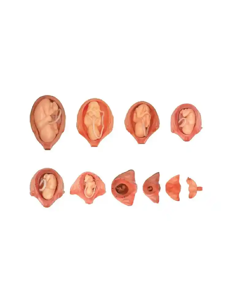 The Development Process of Fetus