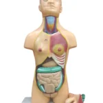 Human Torso Small (23 parts)