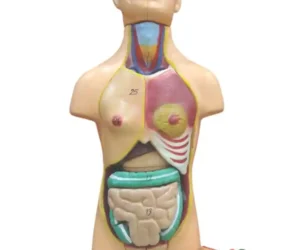Human Torso Small (23 parts)