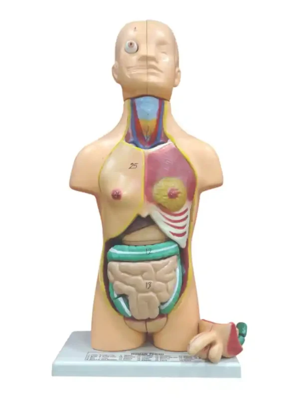 Human Torso Small (23 parts)