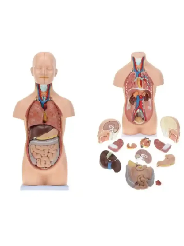 Human Mini Torso 50 cm (12 Parts)