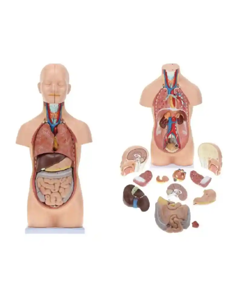 Human Mini Torso 50 cm (12 Parts)