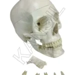 Skull with Removable Lower teeth