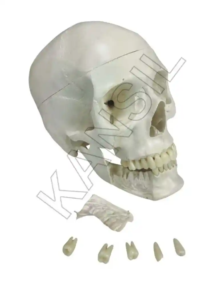 Skull with Removable Lower teeth