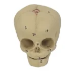 Human Fetal Skull