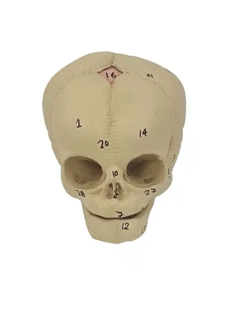 Human Fetal Skull
